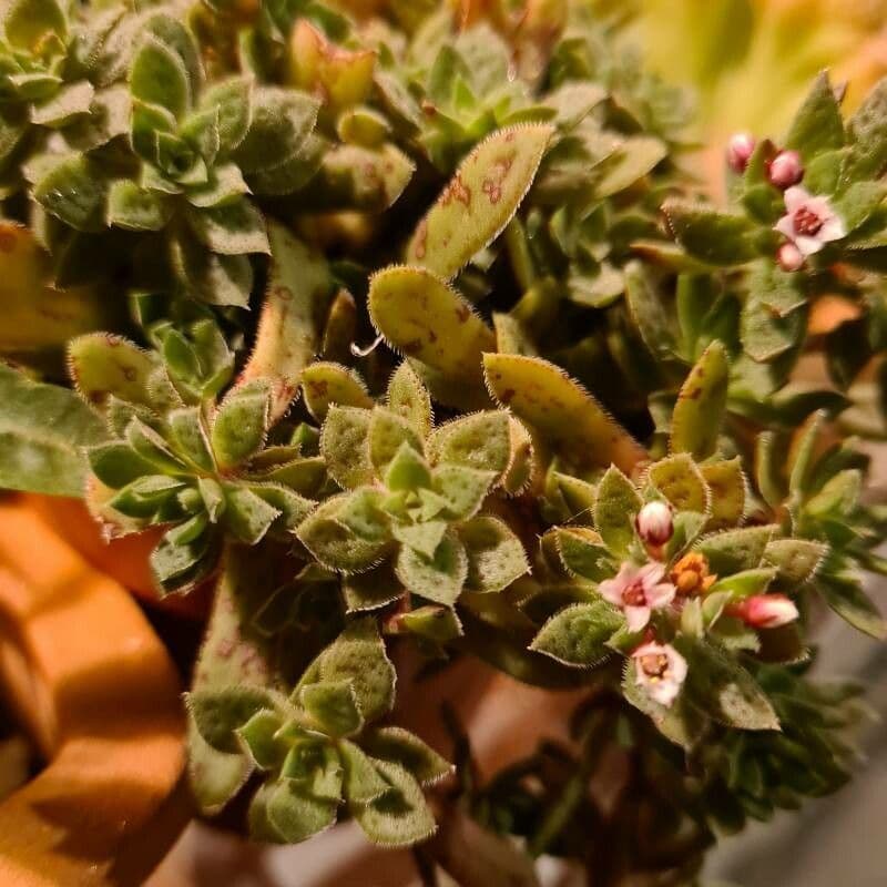 Crassula 7