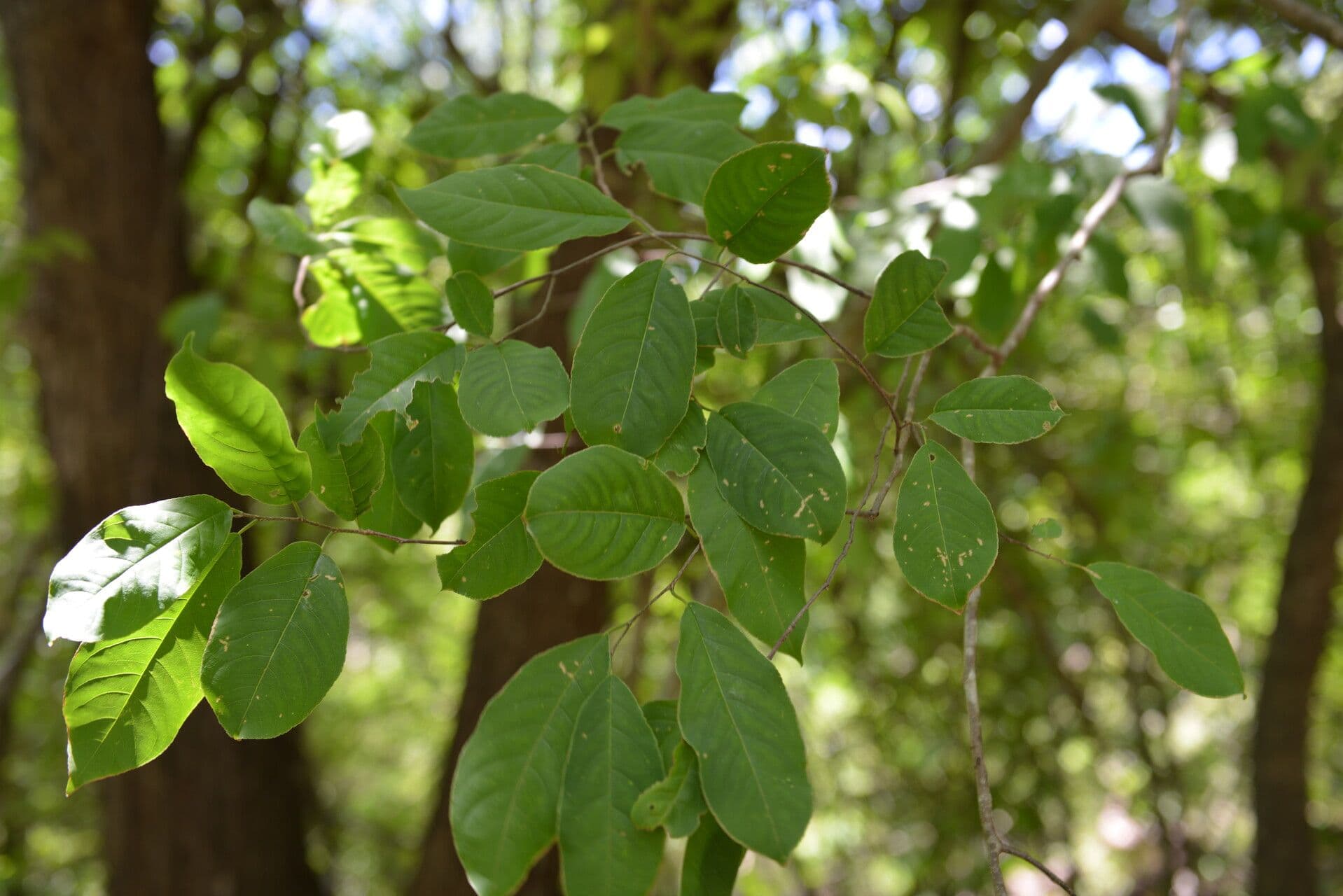 Casearia tremula 14