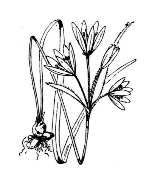Wiesen-Gelbstern 21
