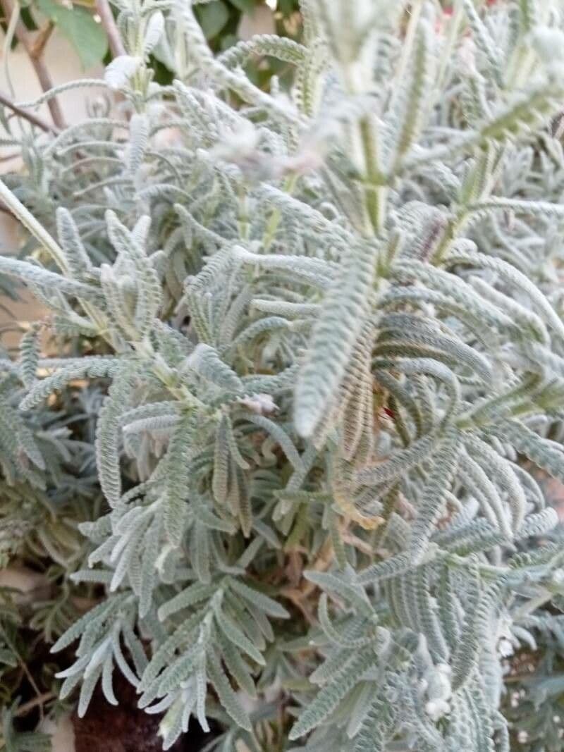 Lavanda dentata 14