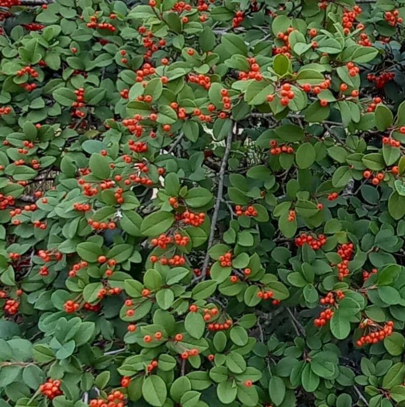 Cotoneaster glauque 9