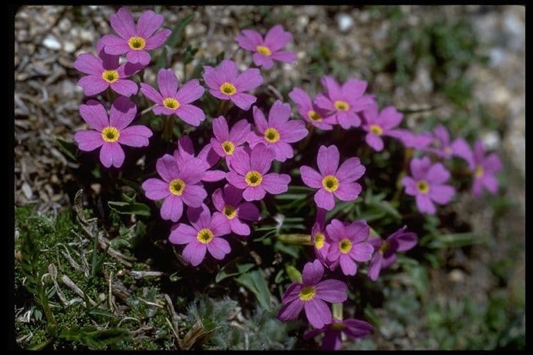 Primula 6