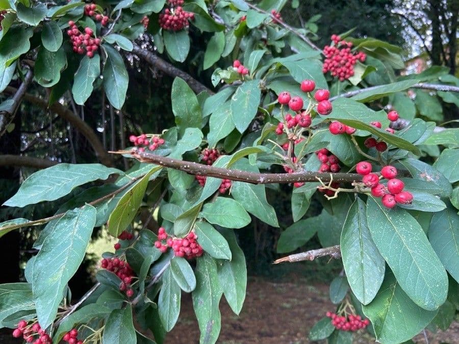 Cotoneaster 16