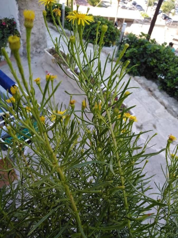 Amphiachyris dracunculoides 12