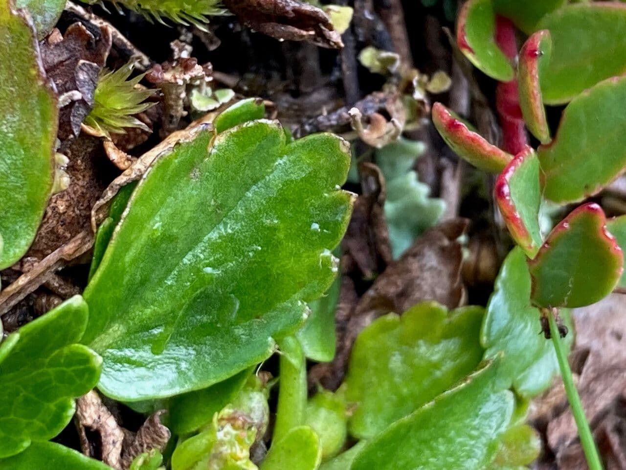 Azorella crenata 10