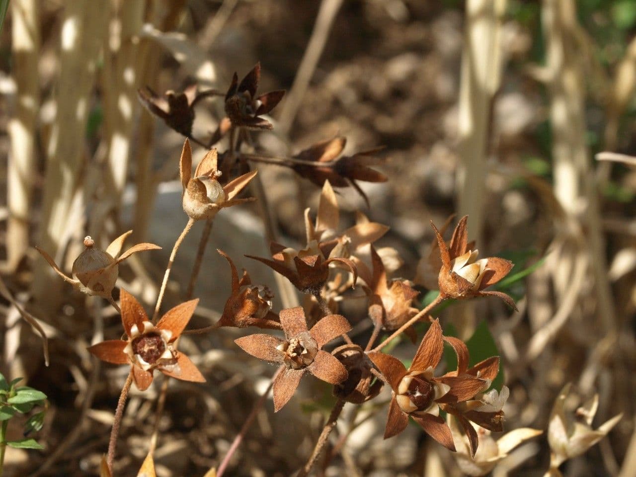 Androsace maxima 2