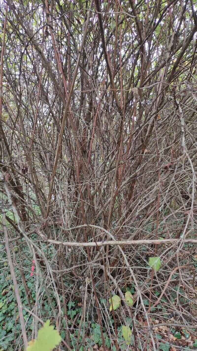 Physocarpus capitatus 22