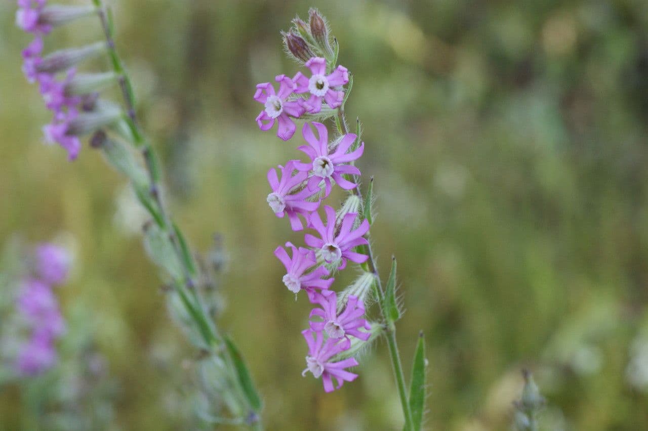 Silene 4