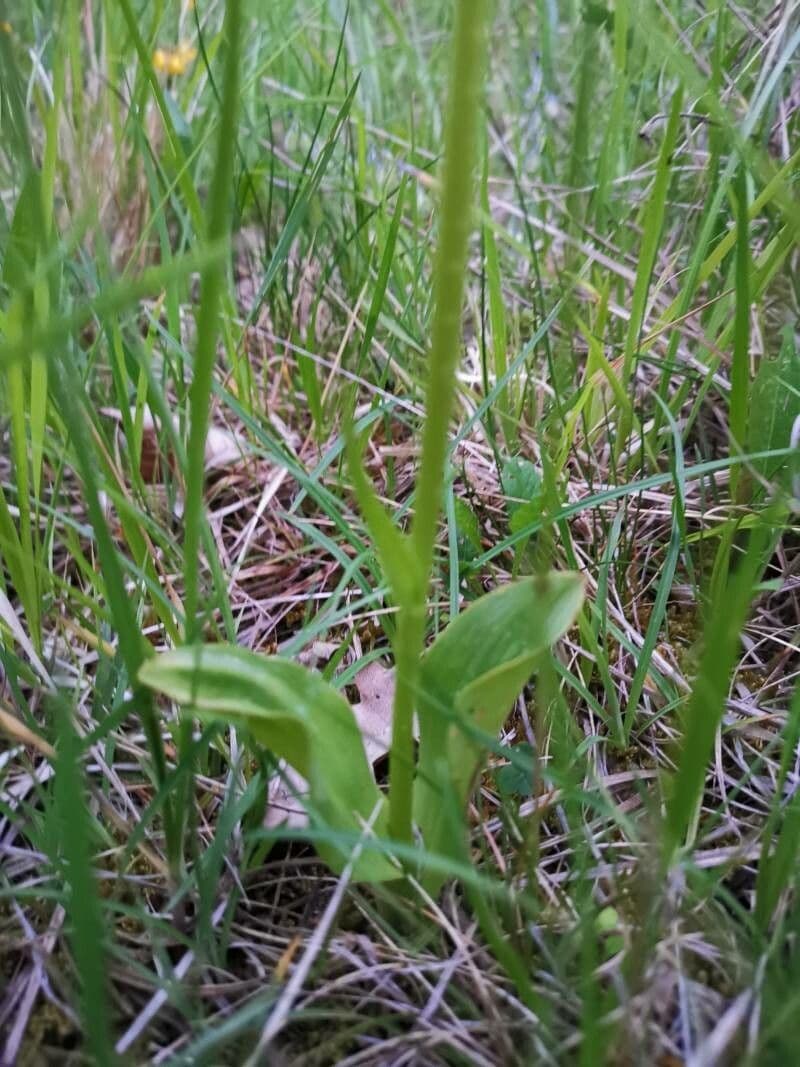 Zweiblättrige Waldhyazinthe 18