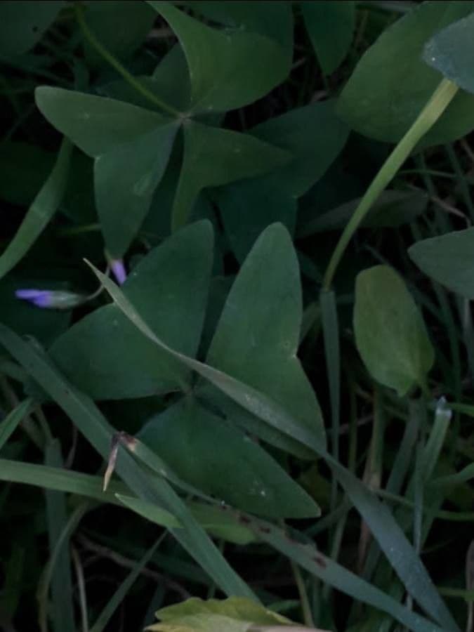 Kyslôširokolistý 13