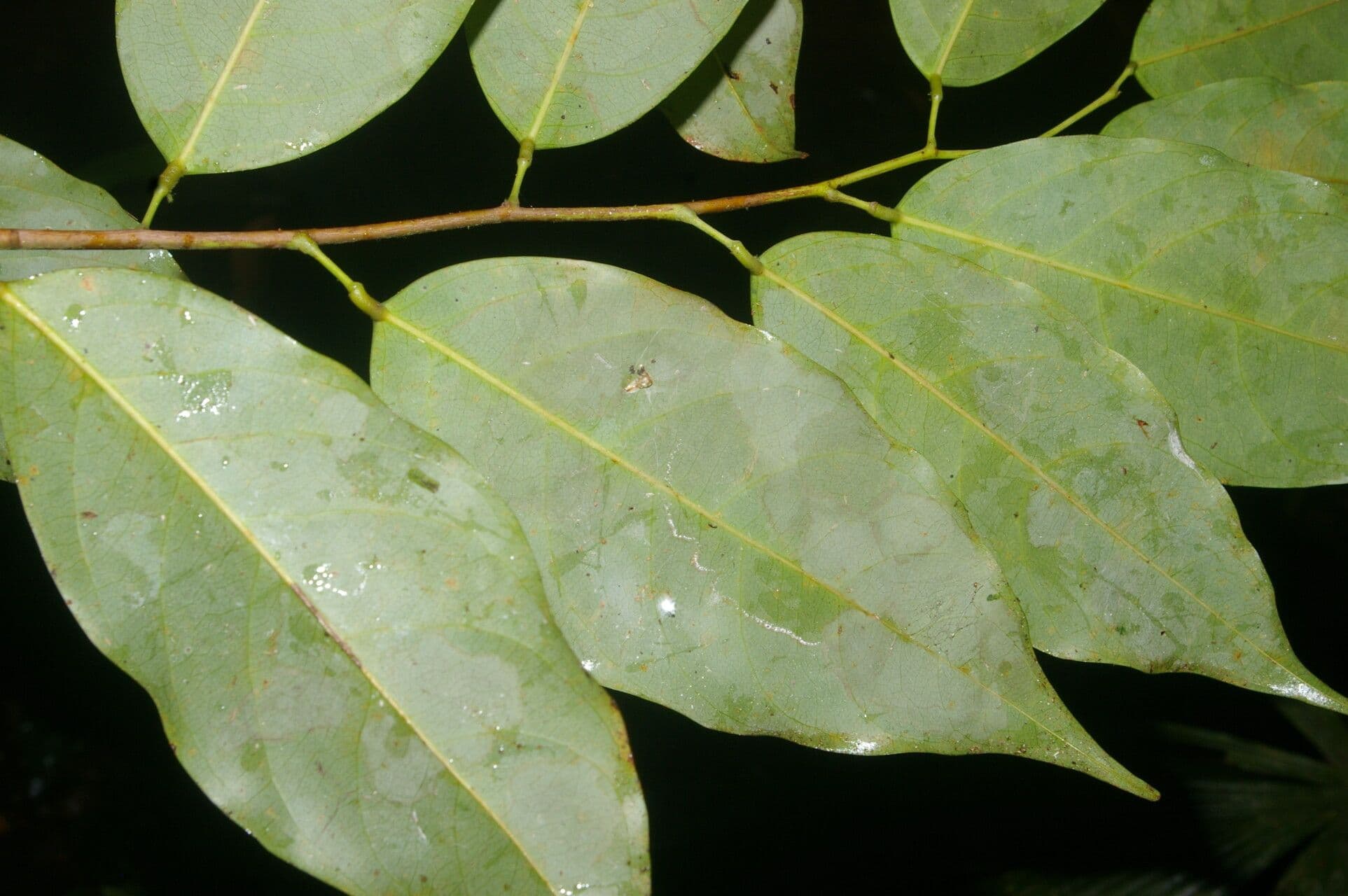 Ruptiliocarpon 3