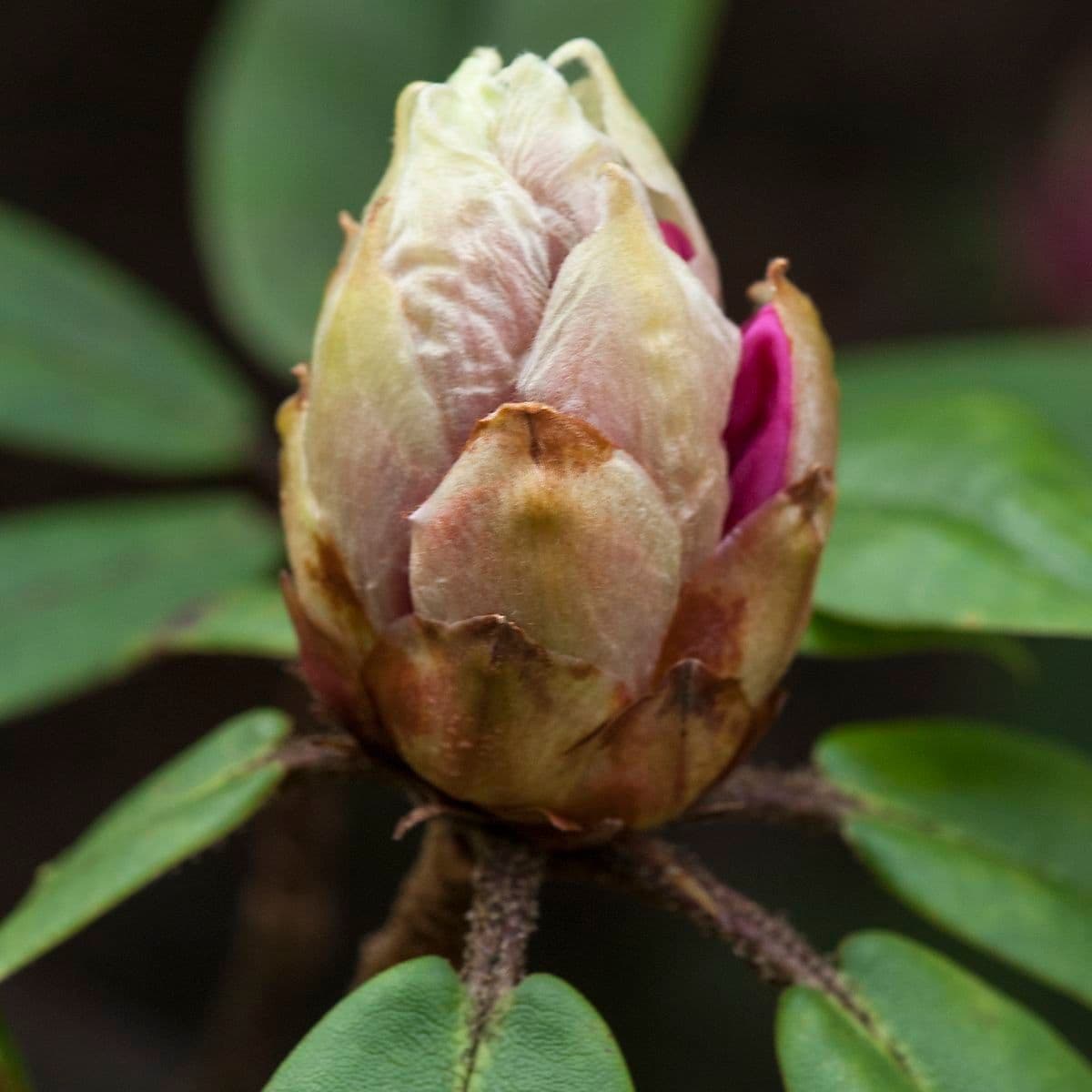 Rododendro 13