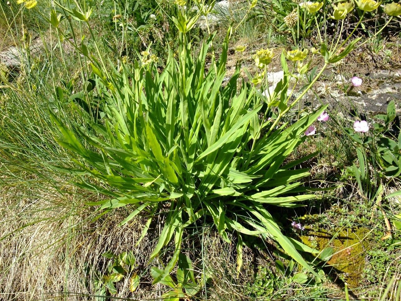 Bupleurum stellatum 12