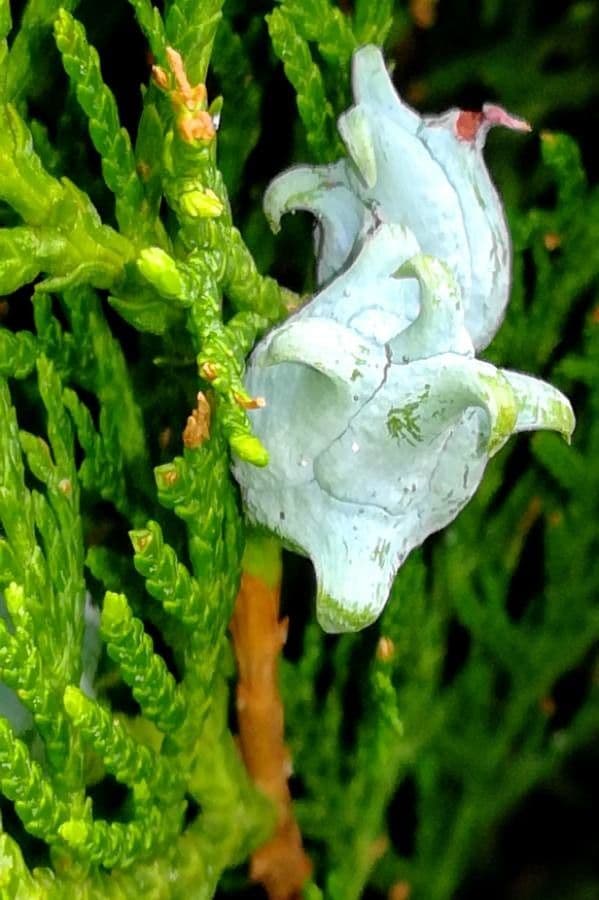 Arborvitae oriental 3