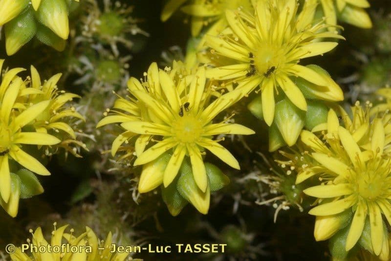 Aeonium