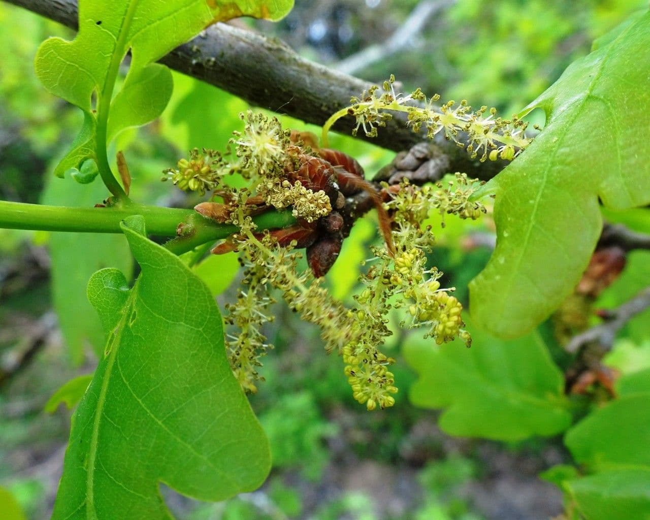 Quercia comune 7
