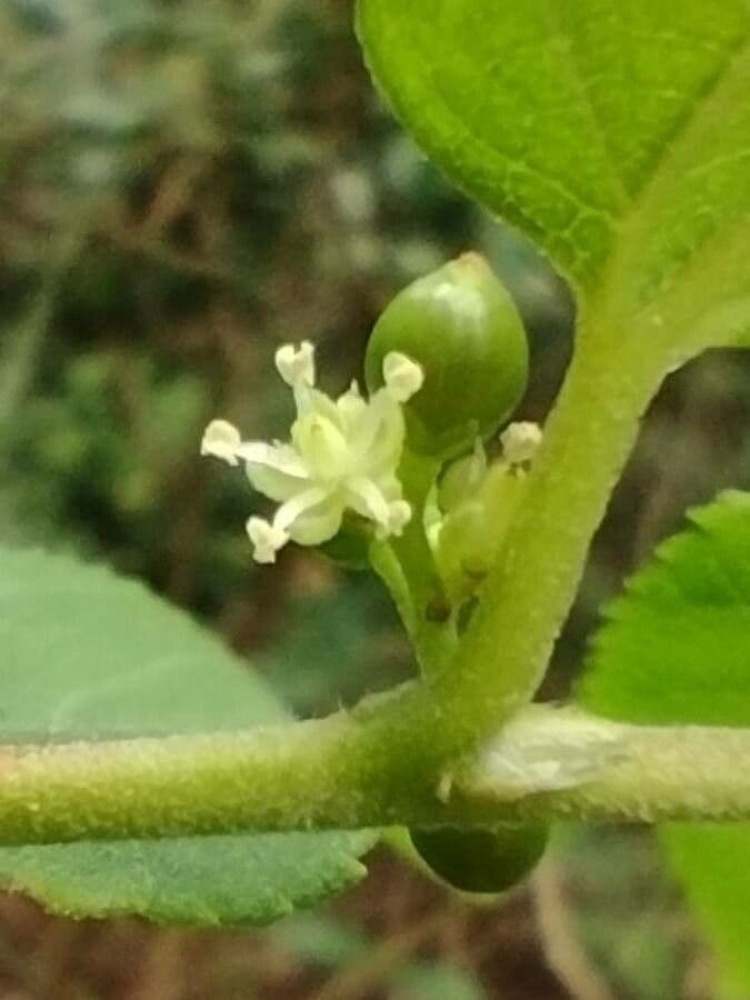 Trema tomentosa 2