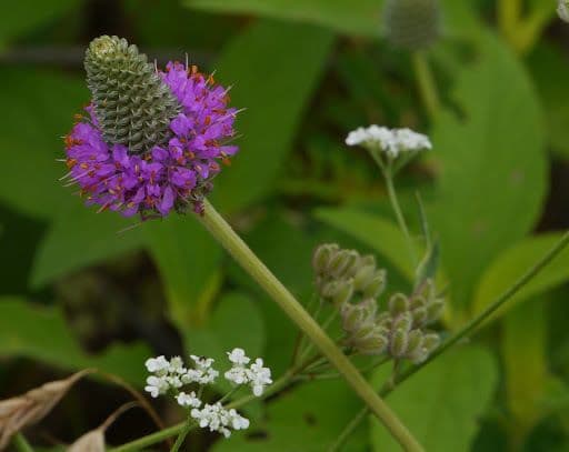 Dalea compacta 4