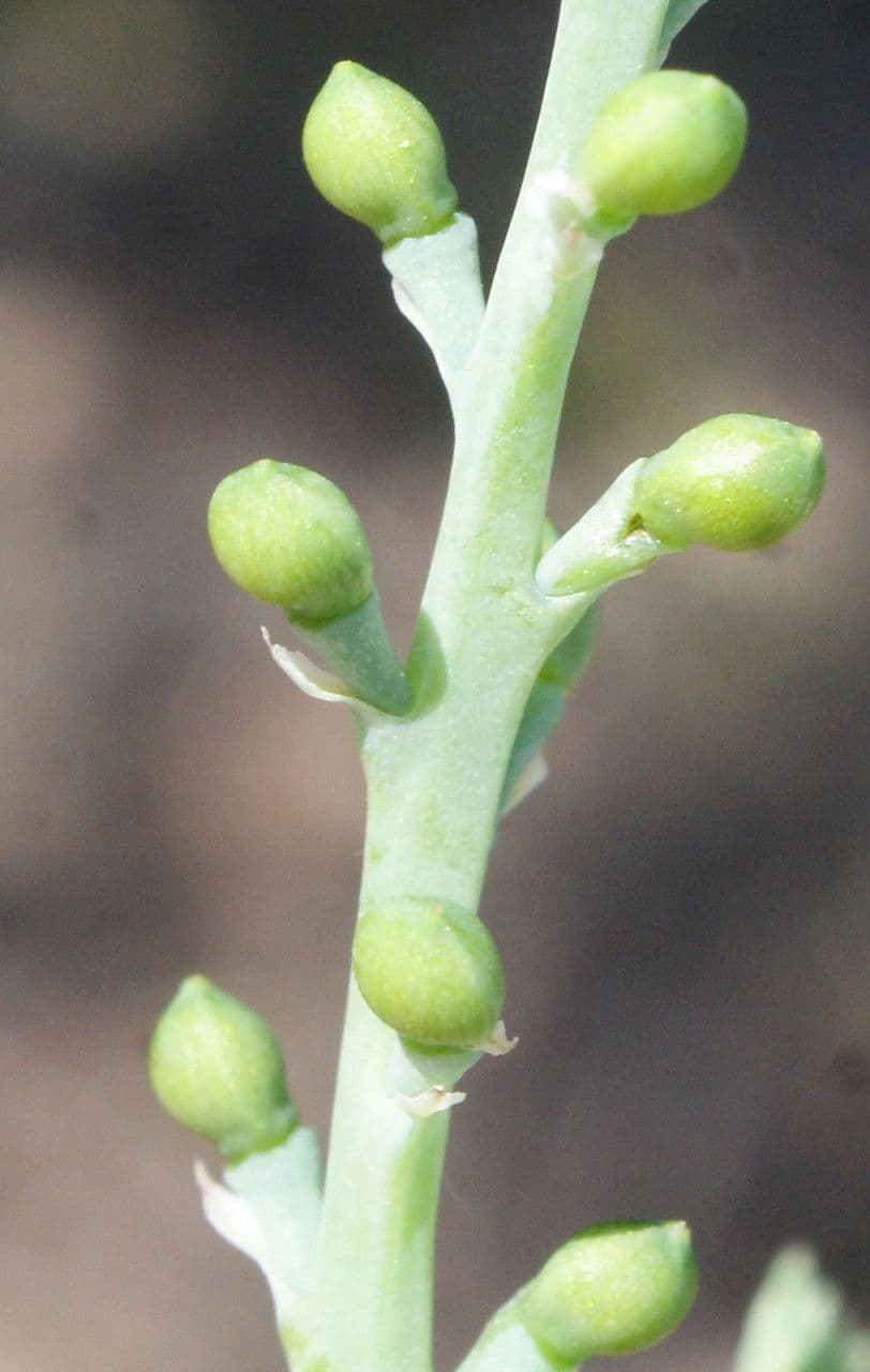 Kleinblütiges Erdrauch 3