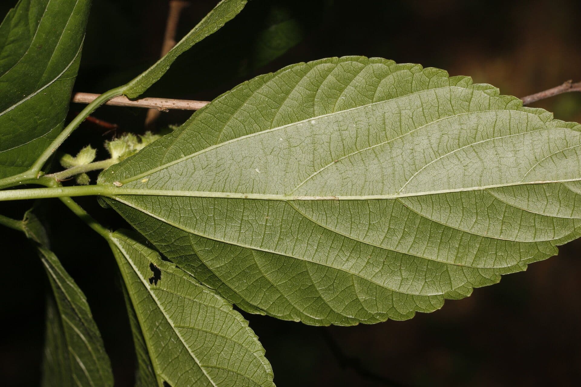 Acalypha schiedeana 7