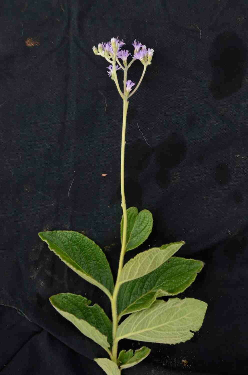 Chrysolaena 9