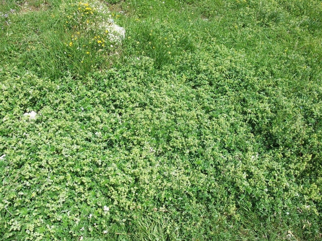 Alchemilla congiunta 10