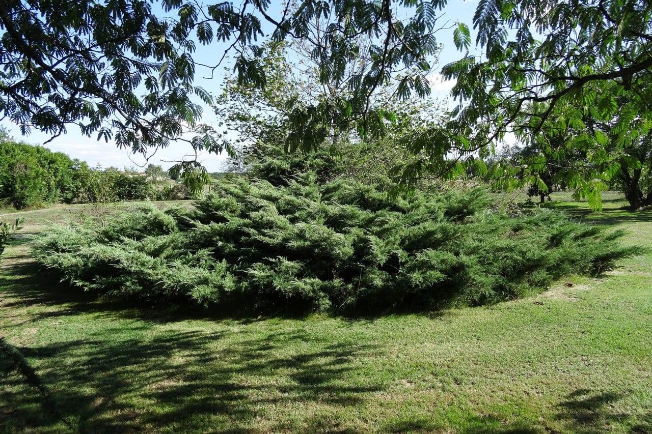 Kriech-Wacholder 13