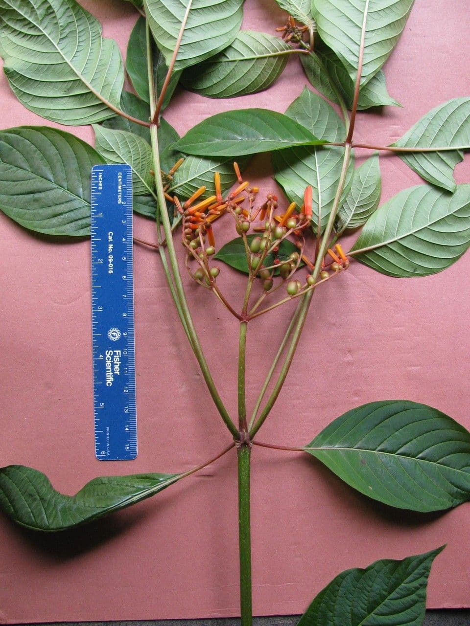 Hamelia 27