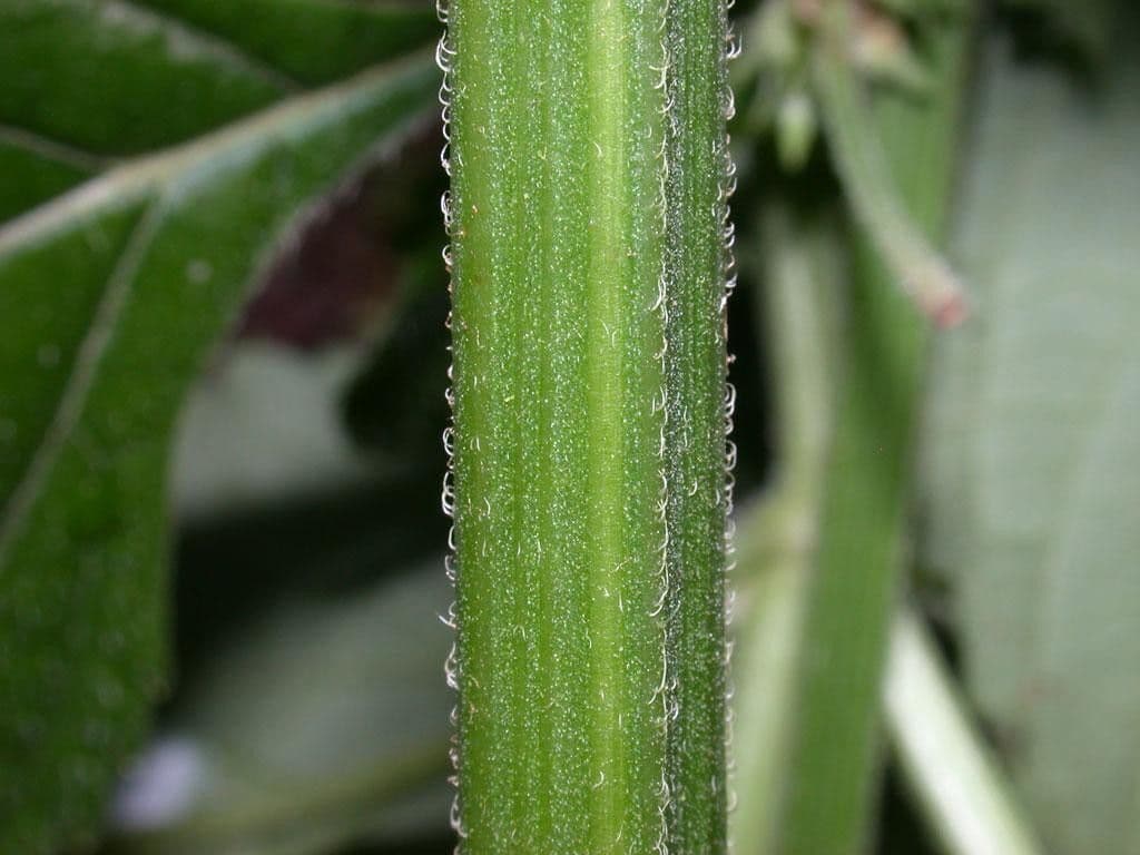 Hyptis capitata 19