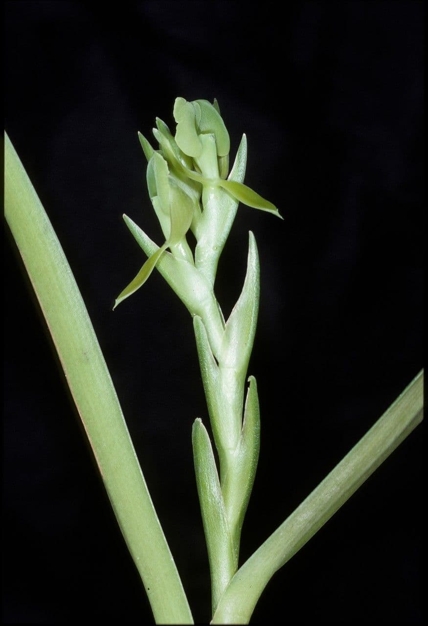 Epidendrum 2