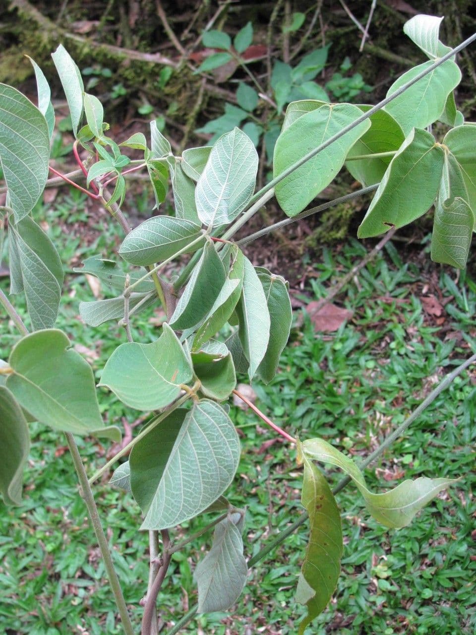 Dioclea 10