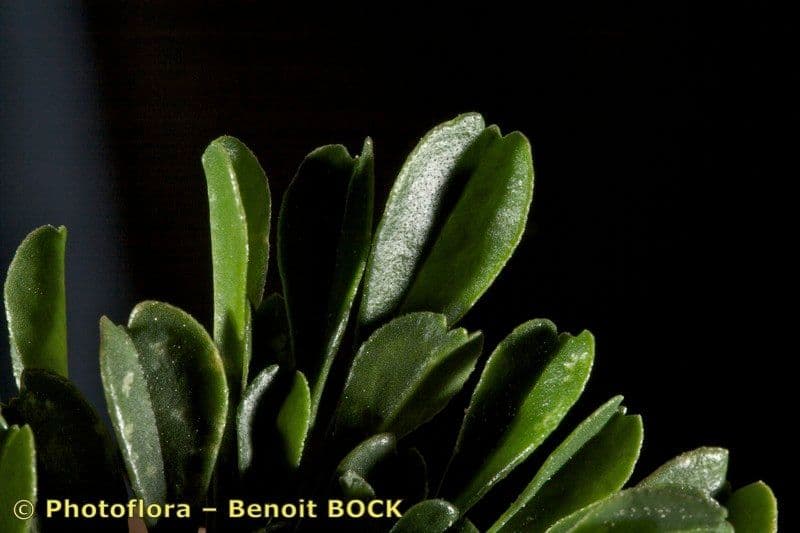 Vedovelle delle Rocce 25