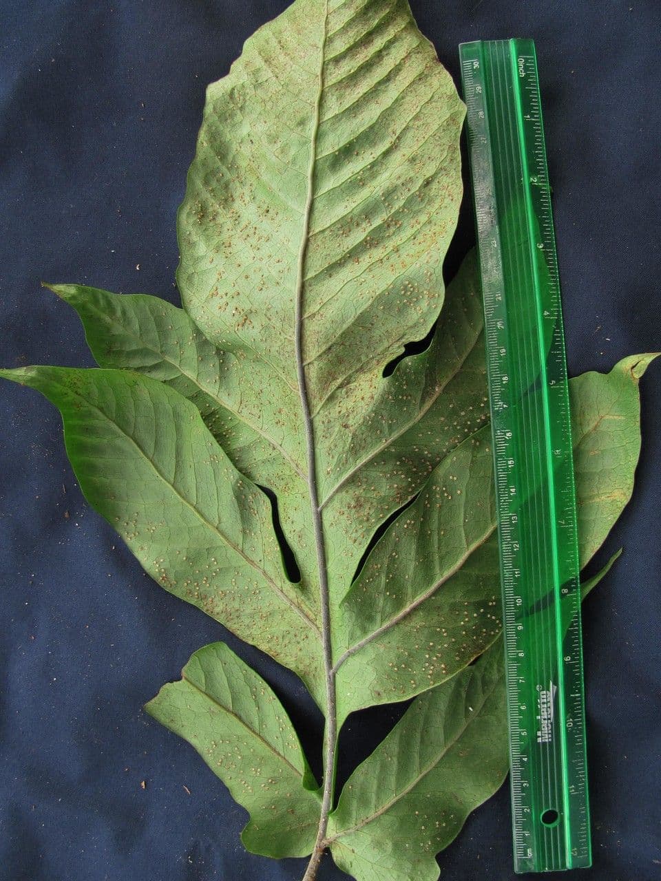 Hypoderris 3