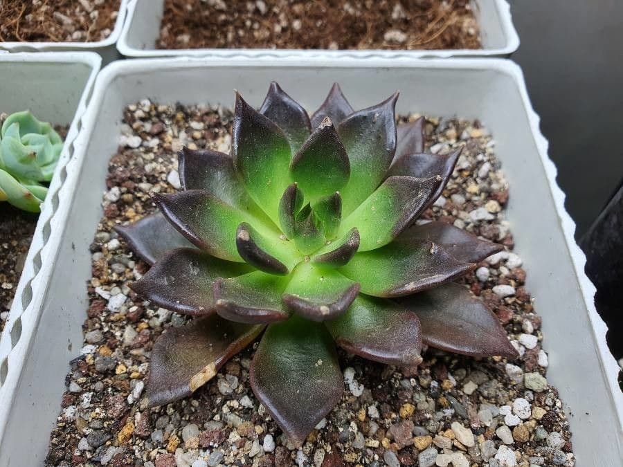 Echeveria 14