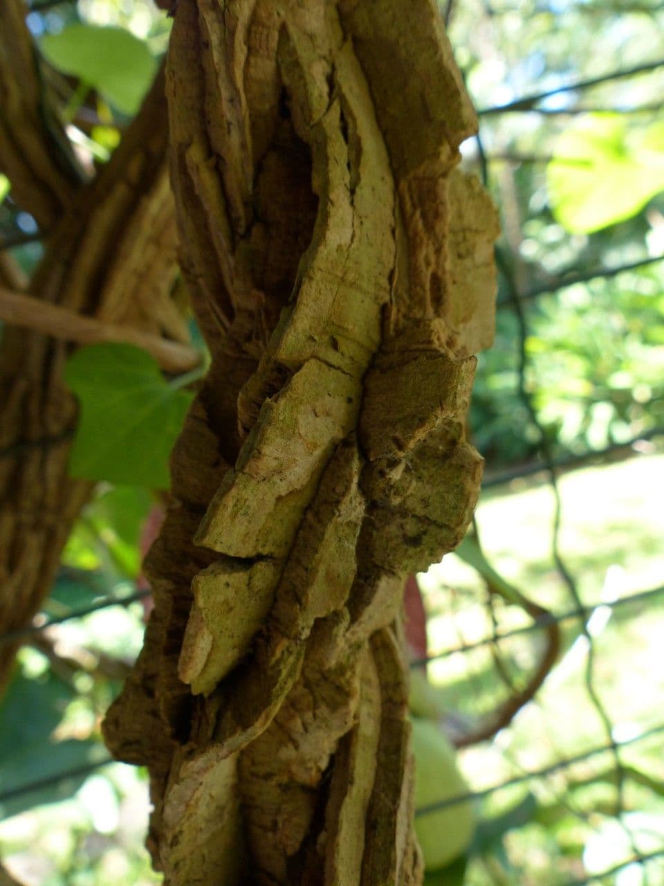 Fiore d'anatra 22