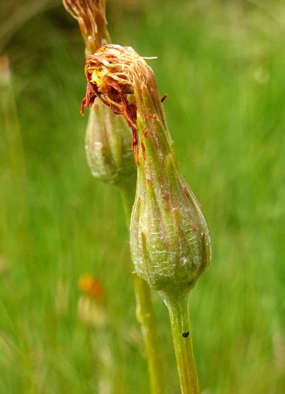 Scorzonera minore