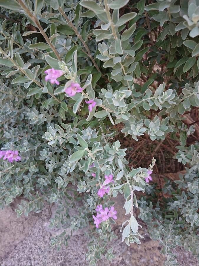 Leucophyllum candidum 18