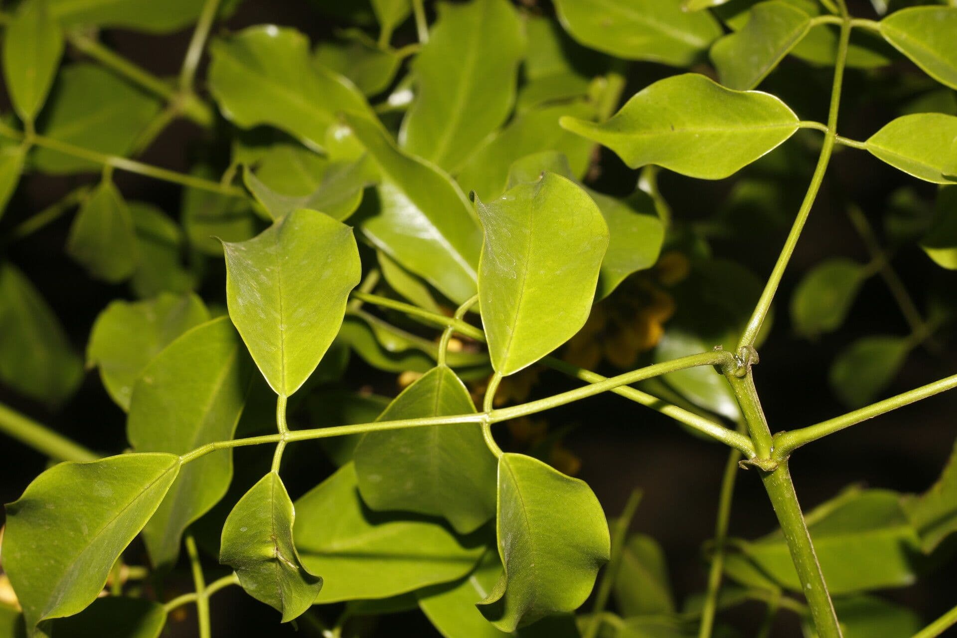 Platymiscium 10