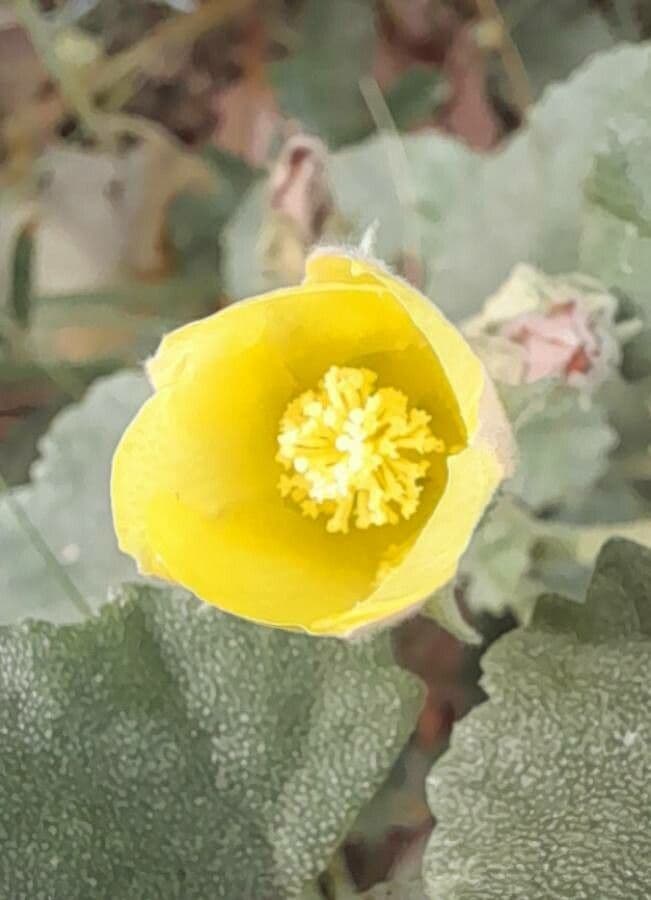 Malvella leprosa 8