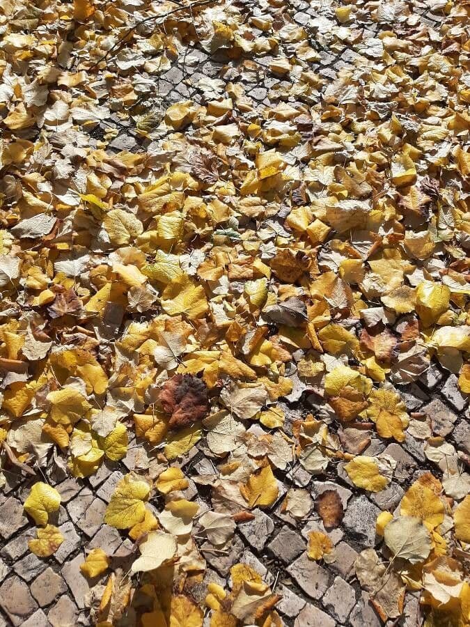 Sommer-Linde 30
