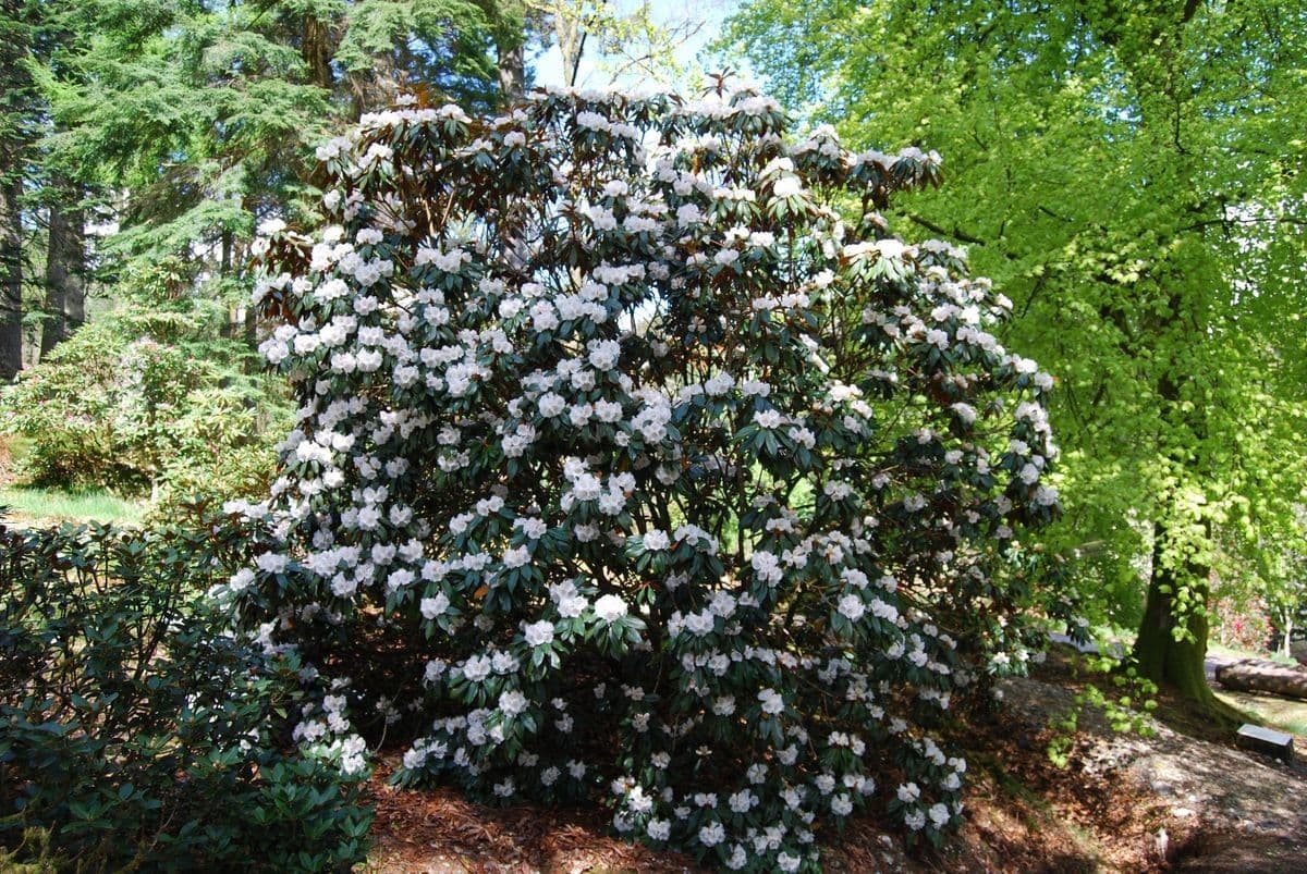 Rododendron Bureava 6