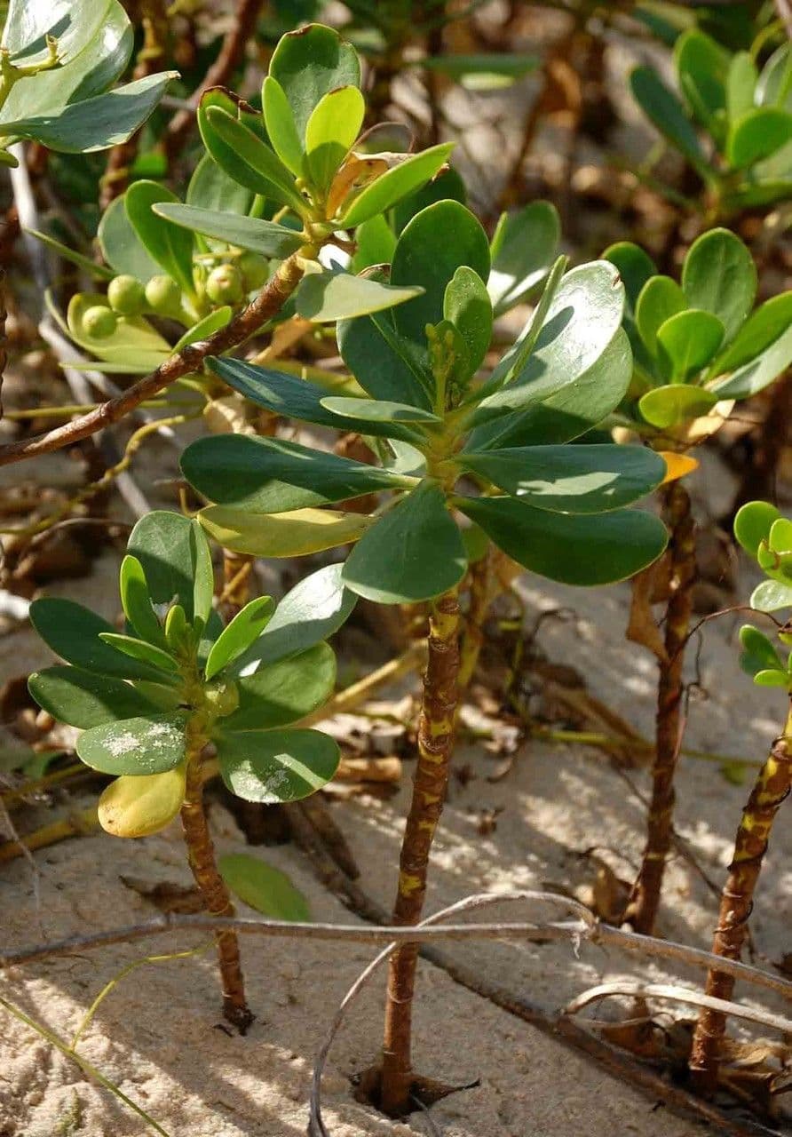 Scaevola 14