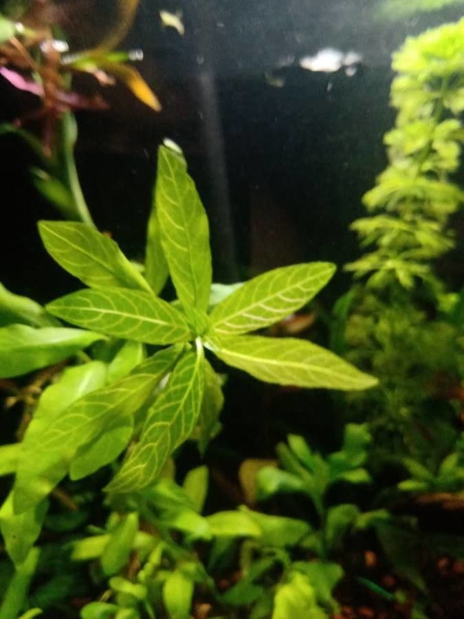 Hygrophila polysperma 5