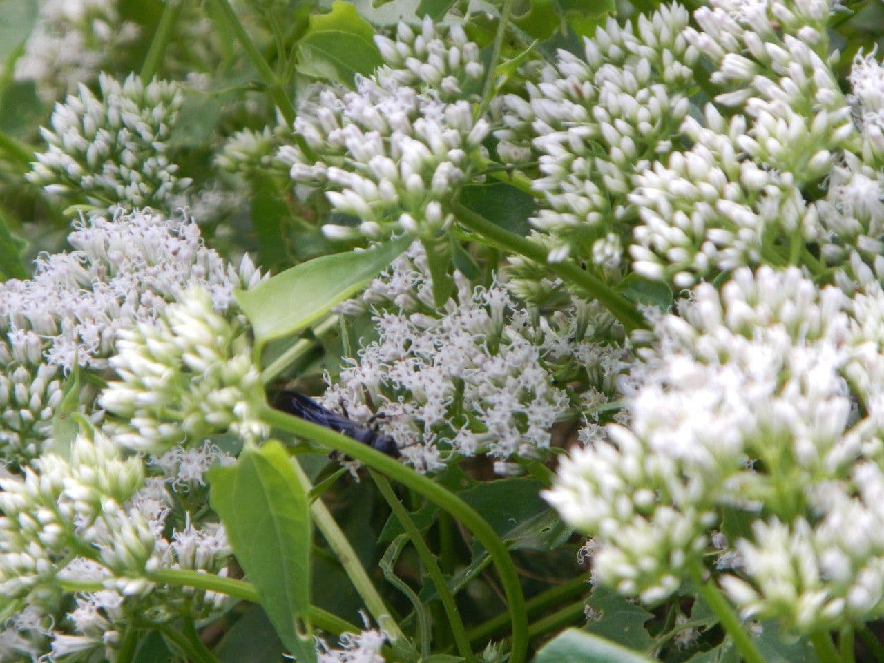 Mikania scandens 8