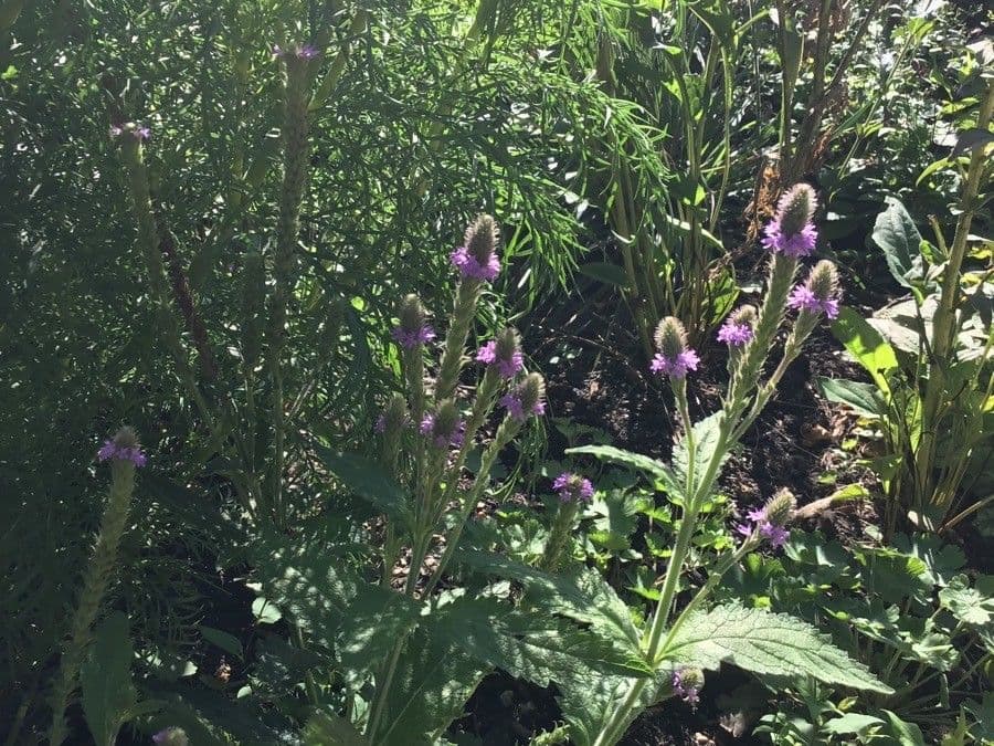 Verbena 7