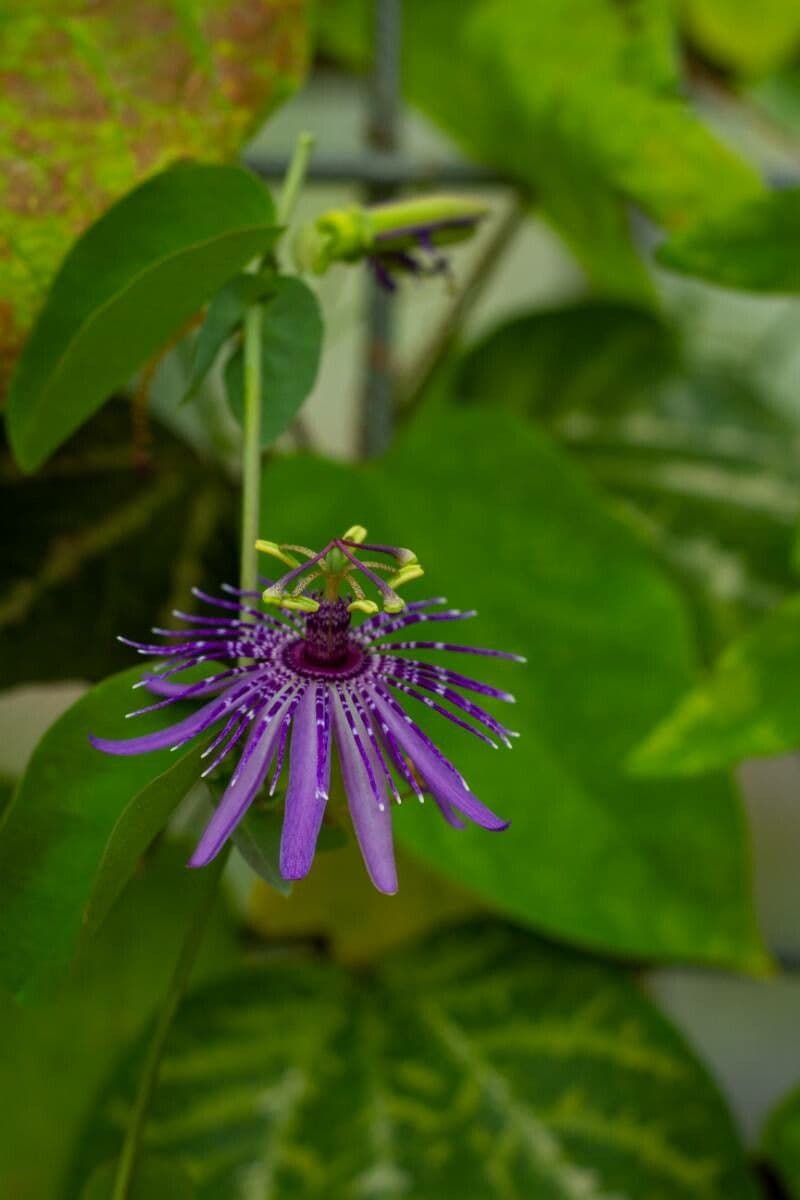 Rundblättrige Passionsblume