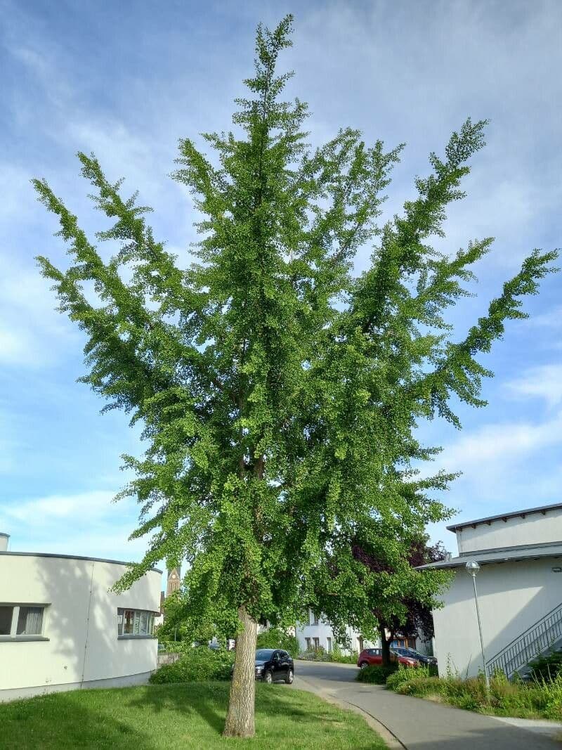 Ginkgo 12