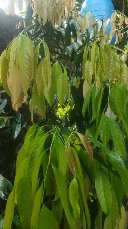 Burahol 6