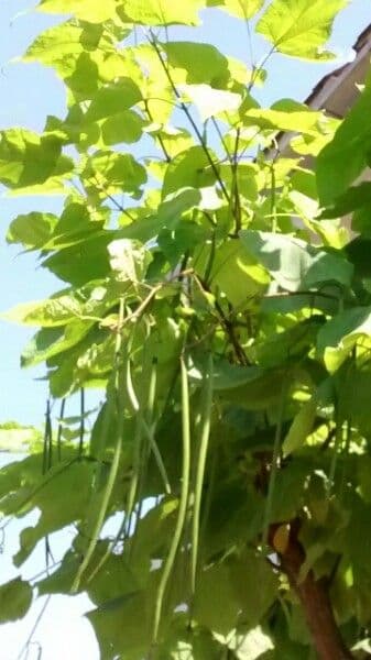 Catalpa comune