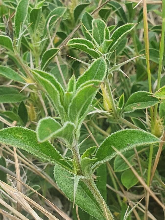 Barleria 10
